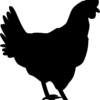 Huhn